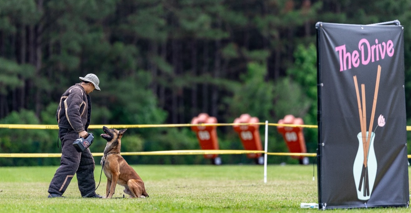 Belgian Malinois sitting attentively with a PSA decoy during a protection sport trial.