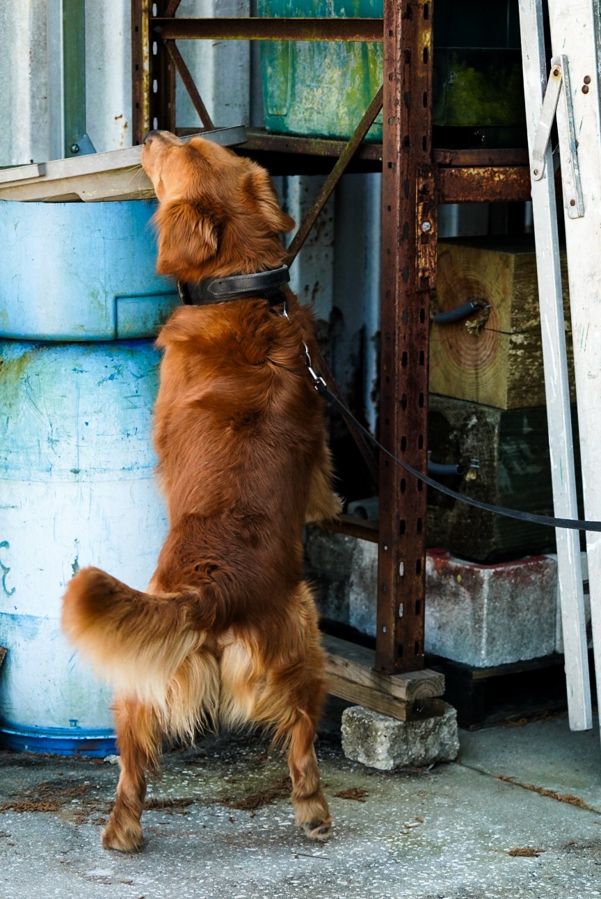 Golden Retriever performing a scent search around equipment during professional detection dog training.