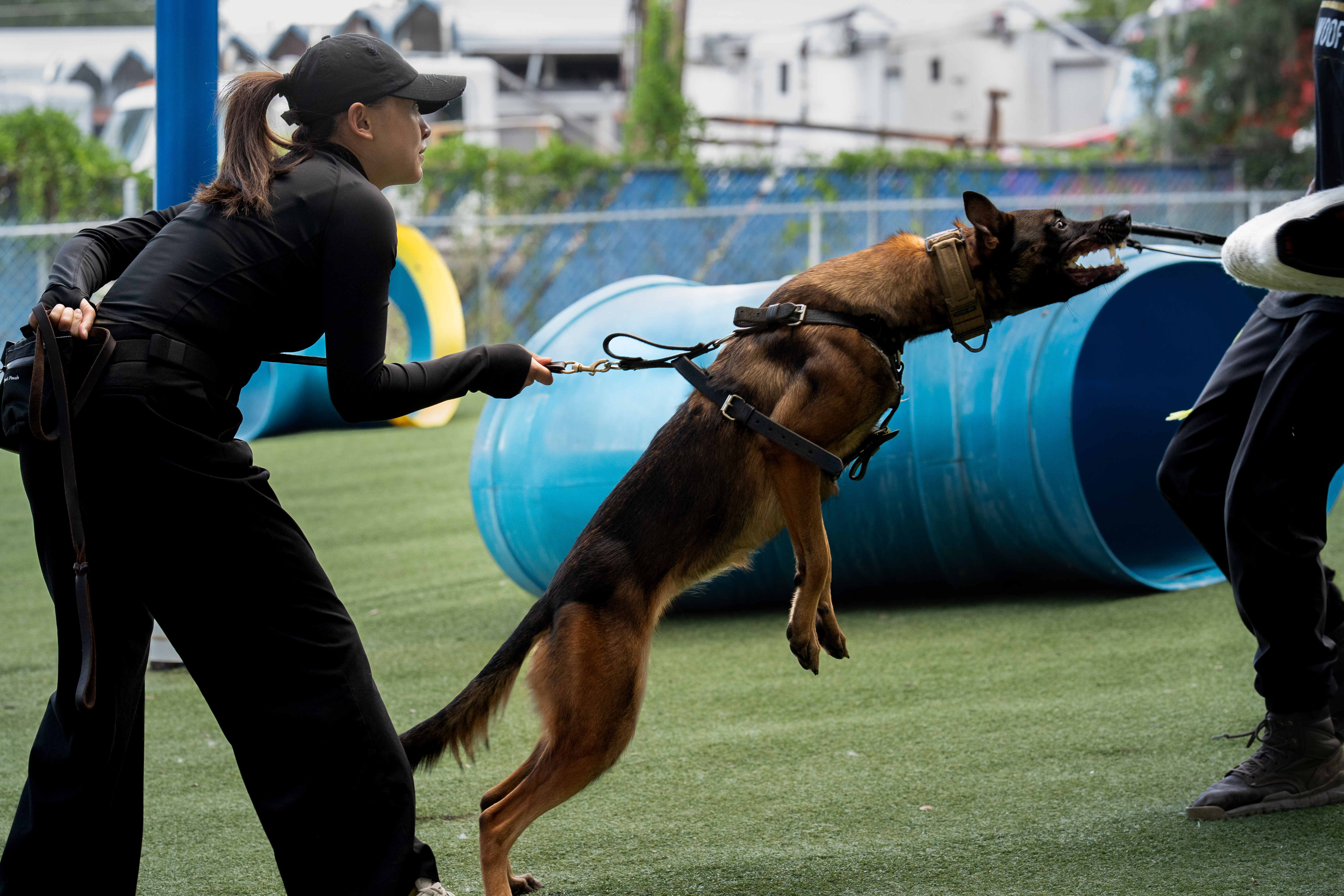 Belgian Malinois performing controlled bitework with a trainer during protection dog training.