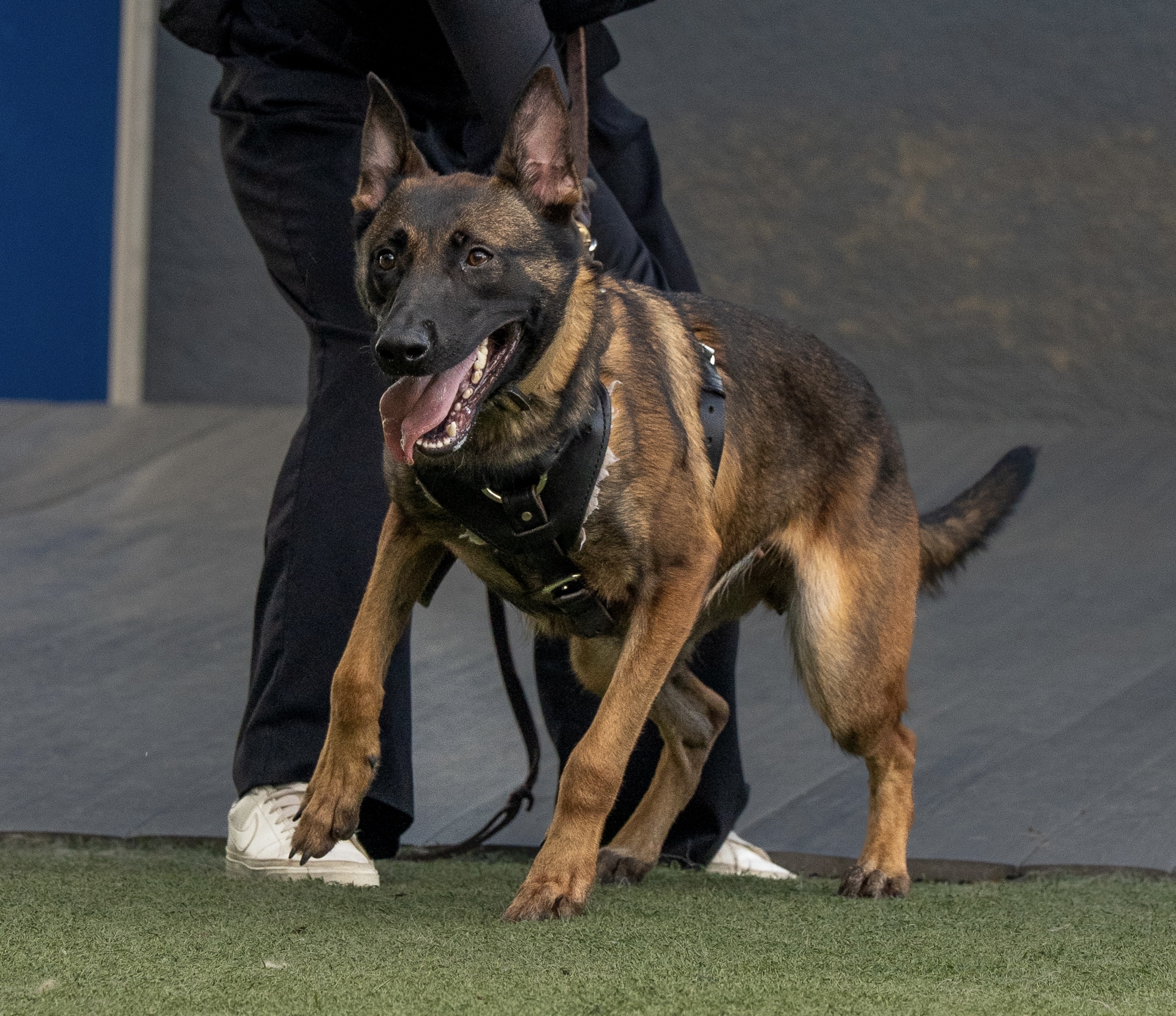 Belgian Malinois demonstrating focused obedience during protection dog training.