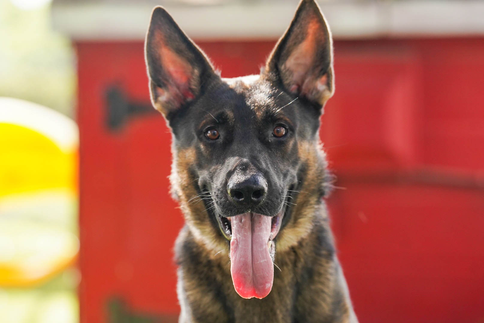 German Shepherd service dog portrait during training with Woof Tang K9 in Orlando, Florida.