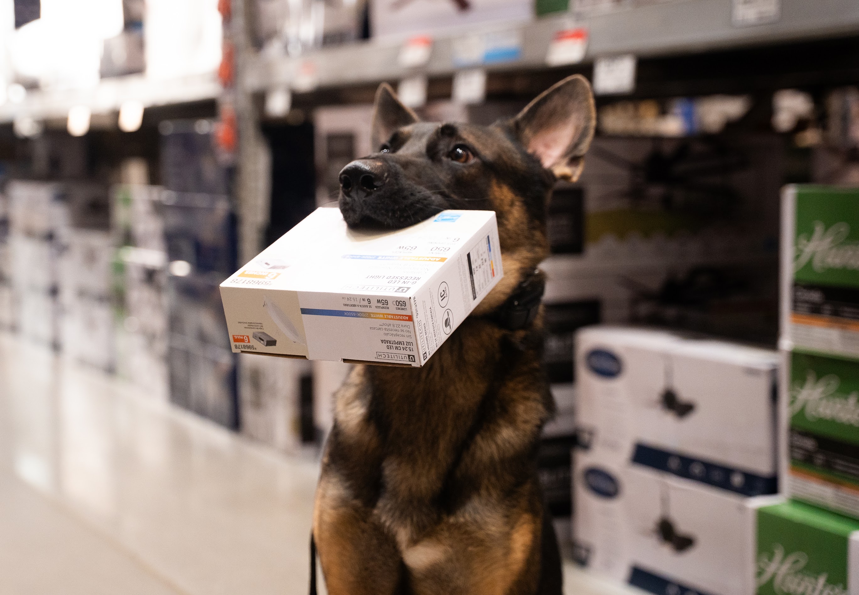 German Shepherd performing a trained retrieval task during service dog training.