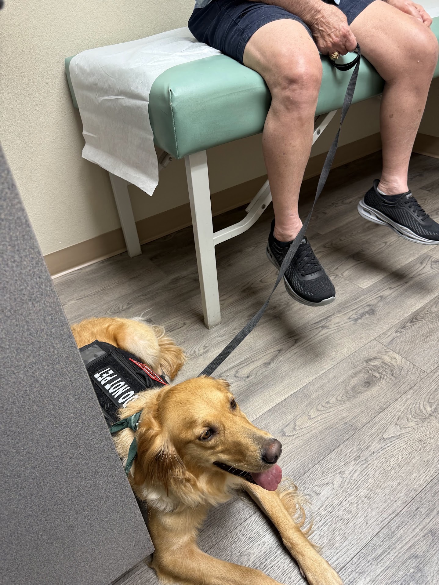 Golden Retriever wearing a service dog vest during public access training.
