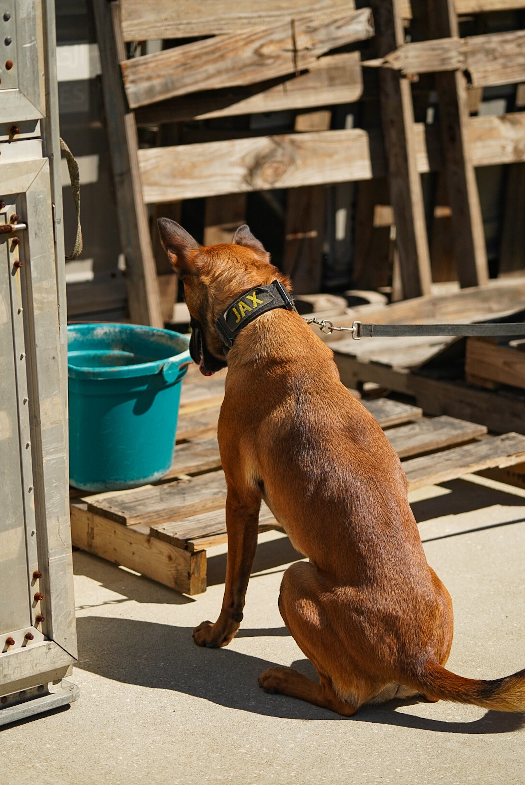 Detection dog Jax searching an outdoor training area during scent detection training.