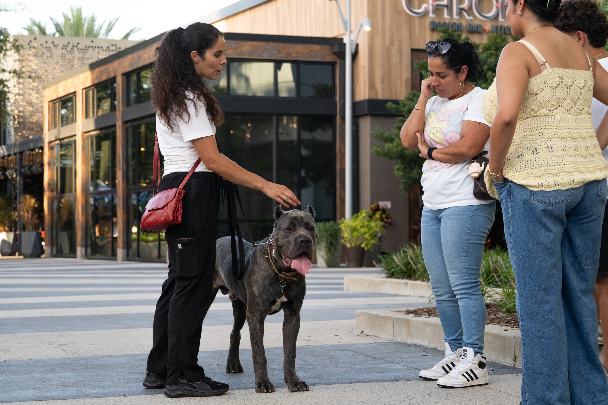 Woof Tang dog trainer practicing public access training with a Cane Corso around people in Orlando, Florida.