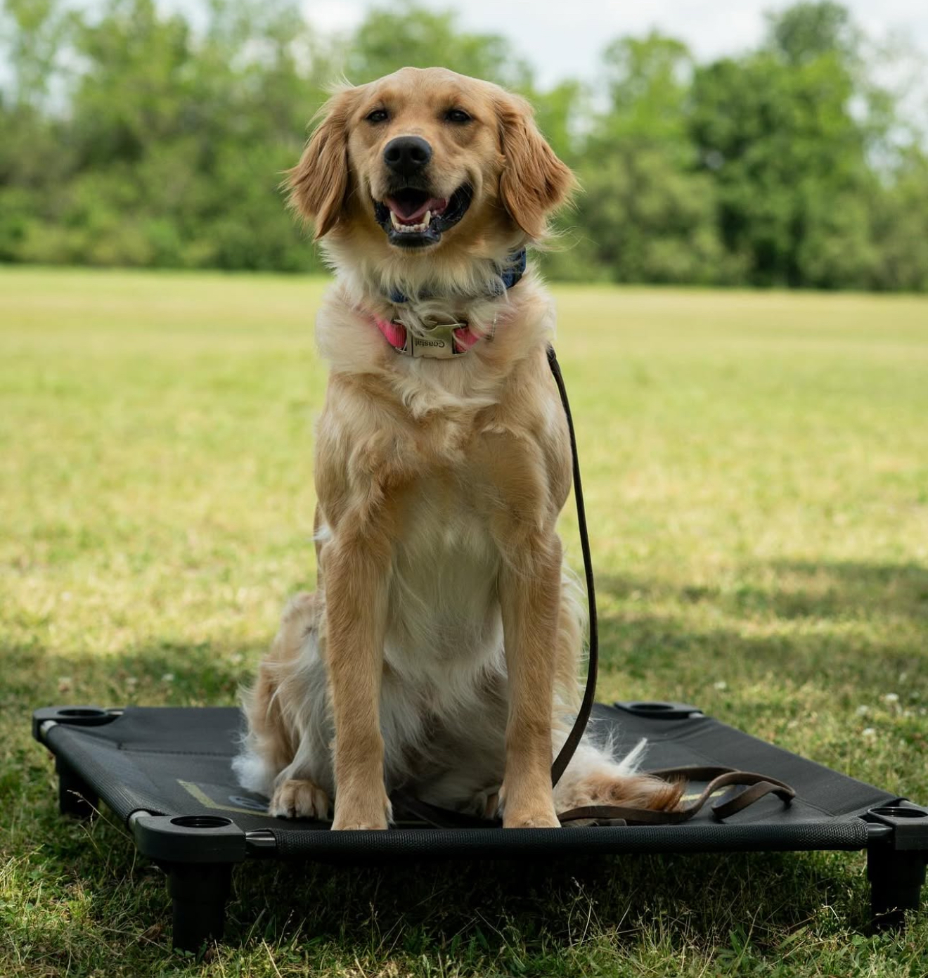 Golden Retriever service dog practicing place training on an elevated cot outdoors in Orlando, Florida.