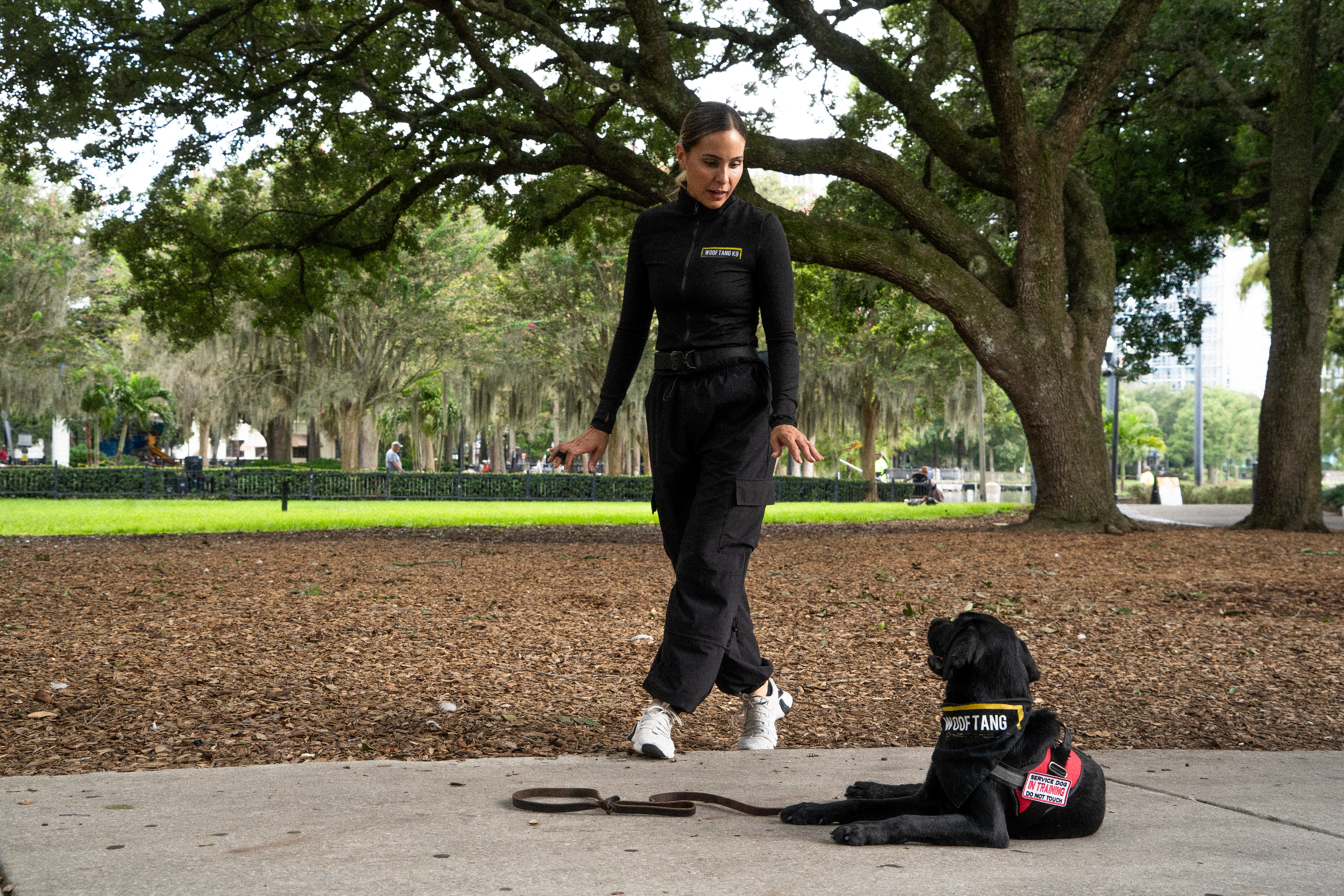 Black Labrador service dog in training practicing a down stay with a Woof Tang K9 trainer in Orlando.