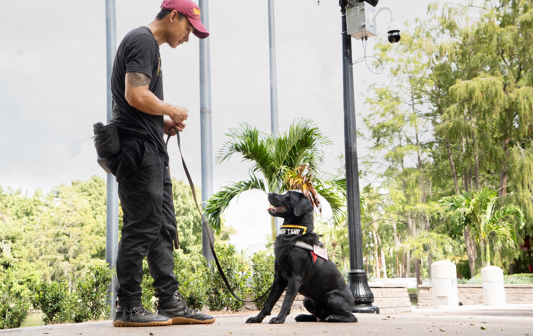 Black Labrador practicing focused obedience with a professional service dog trainer in Orlando, Florida.