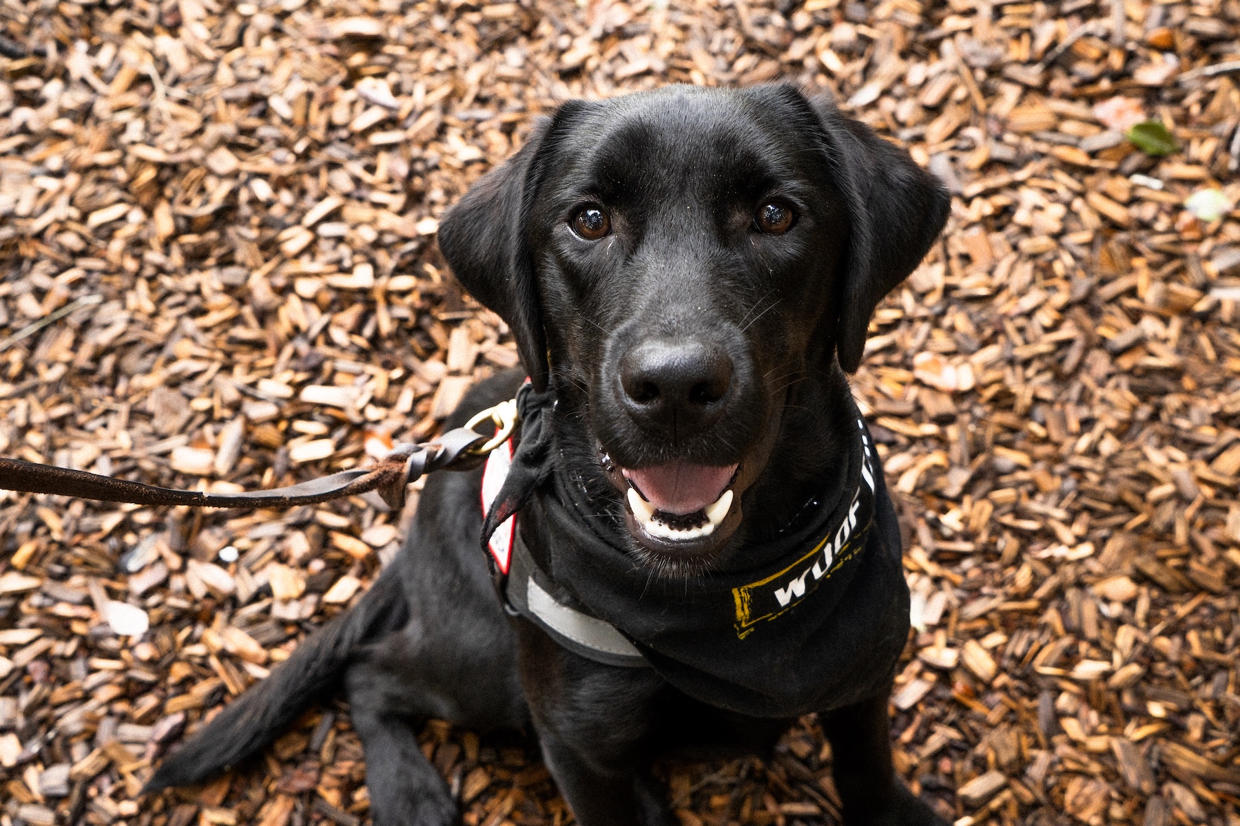 Black Labrador service dog in training wearing a Woof Tang K9 vest during public access training in Orlando, Florida.