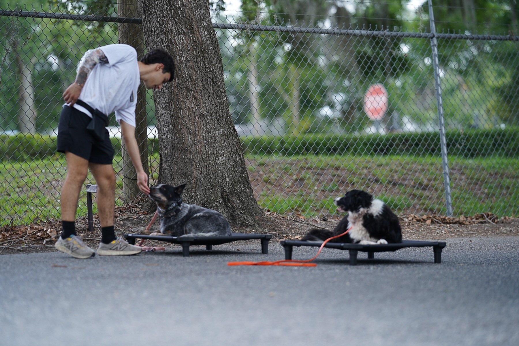 Dog trainer practicing the place command with two dogs on raised beds during outdoor obedience training in Orlando, FL.