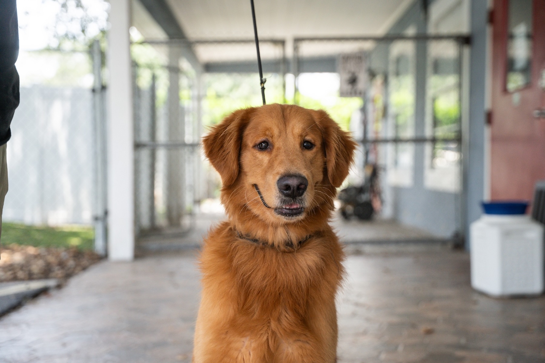 Golden Retriever portrait photo.